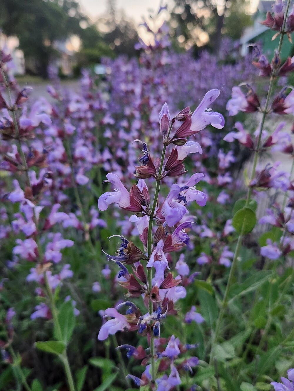 Sage Seeds